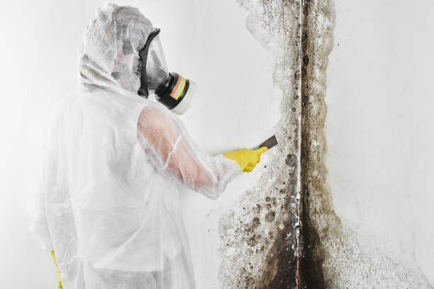 Best Emergency Mold Removal  in West Islip, NY