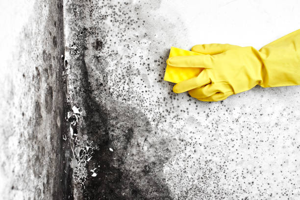 Best Mold Removal Process  in West Islip, NY