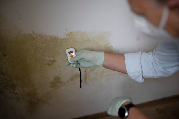 West Islip, NY Mold Removal Company