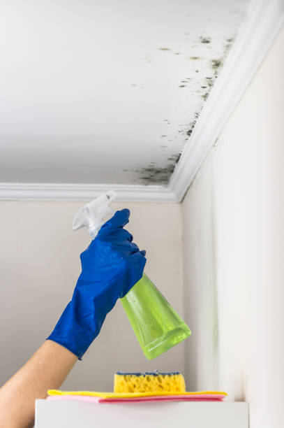 Best Professional Mold Removal  in West Islip, NY