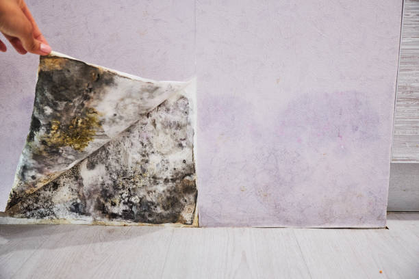 Best Toxic Mold Removal  in West Islip, NY